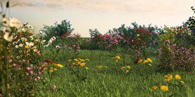 iFlowers vol.1 Field