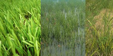 iGrass