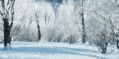 iTrees vol.3 Winter