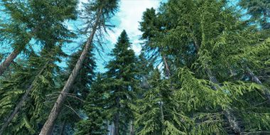 iTrees vol.4 Fir Trees