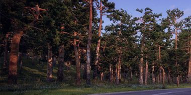 iTrees vol.5 Pine Trees