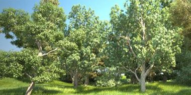 KarbaTrees vol.1